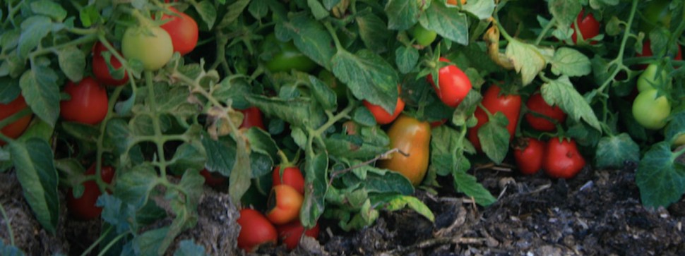 tomates_de_la_huerta